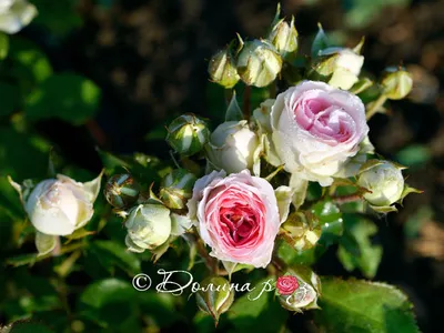 Мими эден роза фото фотографии