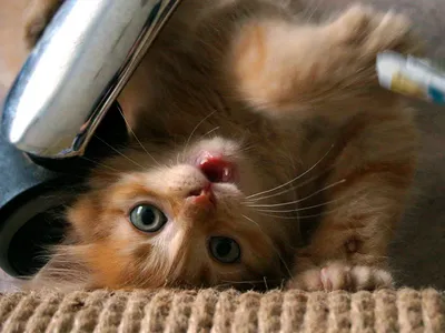 😻Текут слёзы умиления: самые мимишные котятки! | Нос, хвост, лапы | Дзен