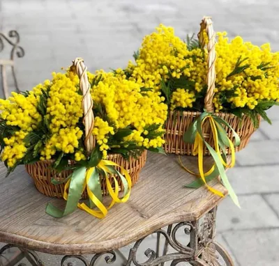 Mimoza hi-res stock photography and images - Alamy