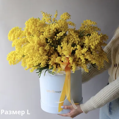 Букет из мимозы в шляпной коробке - заказать доставку цветов в Москве от  Leto Flowers