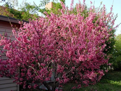 Миндаль низкий, степной, бобовник