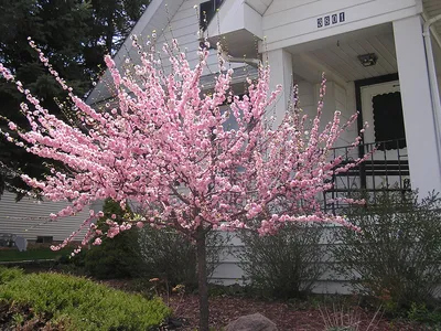 Фотогалерея - Розоцветные (Rosaceae) - Миндаль низкий, или Бобовник  (Amygdalus nana L.) - Природа Республики Мордовия