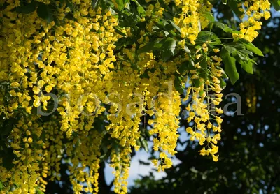 Миндаль степной (лат. Prunus tenella) | Тур-64: Заметки юного туриста | Дзен