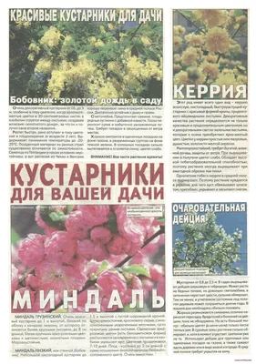 Миндаль степной (лат. Prunus tenella) | Тур-64: Заметки юного туриста | Дзен