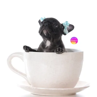 Французский Бульдог Маленький щенок …» — создано в Шедевруме