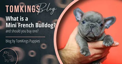 Our Mini Bulldog Stud 🔥FURY🔥. He is an asset to the English Bulldog  family producing gorgeous, great tempered, healthy, functional mini… |  Instagram