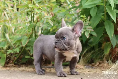 Mini French Bulldogs: should you adopt one? - TomKings Kennel