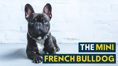Bouledogue français. Trop mignon ce mini modèle :-) Mini French Bulldog  Puppy. | French bulldog puppies, Bulldog puppies, Bulldog