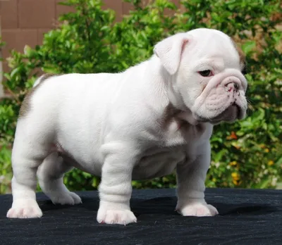 Breeds - Medium Breeds - - Mini Bulldog - Berlin Pet Shoppe