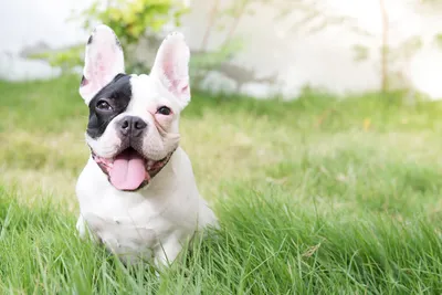 Mini French Bulldog: Height, Weight, and Temperament