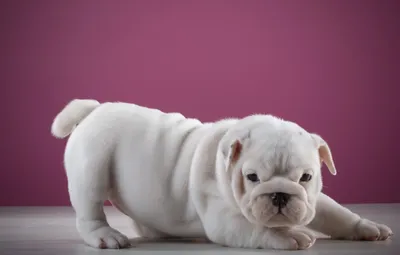 Mini Full Suited Chocolate tri merle english bulldog boy. #bullyheights  #bulldog #englishbulldog #pup #puppy | Instagram