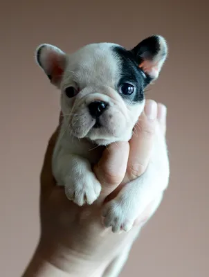 Mini French Bulldogs: should you adopt one? - TomKings Kennel