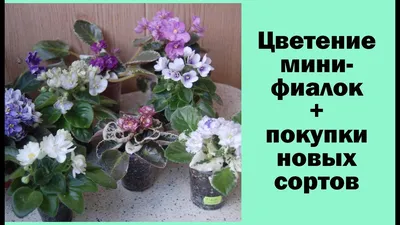 Архив Мини и полумини фиалки, сенполии ✔️ 7 грн. ᐉ Другие комнатные  растения в Краматорске на BON.ua 83132203