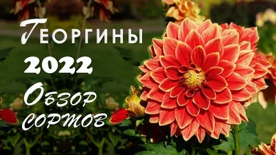 Георгины Hypnotica Red (срез/3 шт) - Завод ФЛОРА