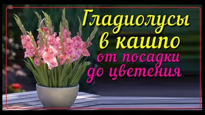 Как я помогаю гладиолусам не сломаться от ветра | Моя успешная дача | Дзен