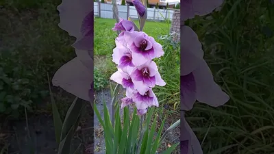 Гладиолус мини Prins Claus | Gladiolus, Planting bulbs, Summer flowers  garden