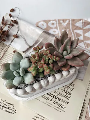 Салон суккулентов Stone Rose on Instagram: “Мини-сад в стеклянном кашпо  Roswel… | Jardines suculentos verticales, Vasos de plantas suculentas, Mini  jardín de cactus