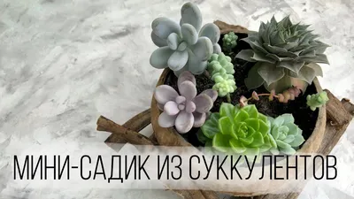 Мини-сад из суккулентов (id 77564682), купить в Казахстане, цена на Satu.kz