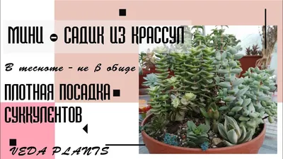 Мини сад с кактусами в бетонном кашпо - Магазин Марифлора