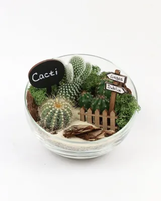 Мини-сад #53 купить в Минске с доставкой | Cactus.by