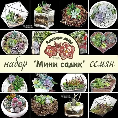 Композиция из суккулентов \"Сад кактусов\" купить в Москве - MAGICORCHID