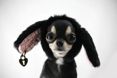 Китайская... - Самые маленькие породы собак во всем мире | Facebook