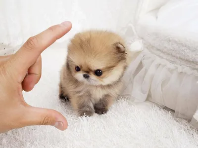 Самые маленькие собаки с короткой шерстью | МанкиБлог | Дзен