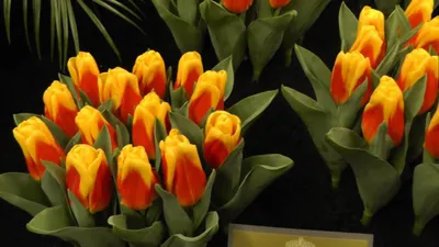 Мини букет Тюльпаны - купить с доставкой по выгодным ценам в  интернет-магазине OZON (918121793)