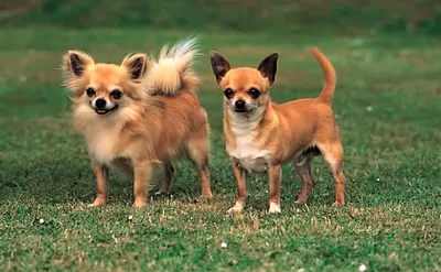 5 самых маленьких пород собак. Они помещаются даже в карман | РБК Life