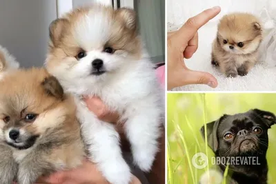 Самые маленькие породы собак в мире. | PROdogs | Дзен