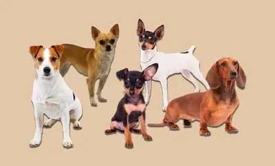 Самые маленькие породы собак: фото и названия