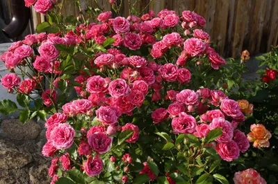 Миниатюрные розы в саду фото фотографии