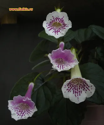 Минисиннингии - фотографии цветущих растений - Страница 3 - Форум  цветоводов Фрау Флора