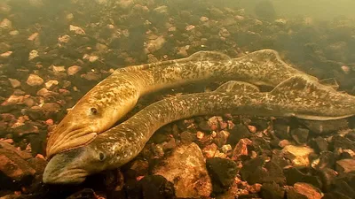 Минога это змея или рыба, ихтиолог рассказывает | Заметки ихтиолога. | Дзен
