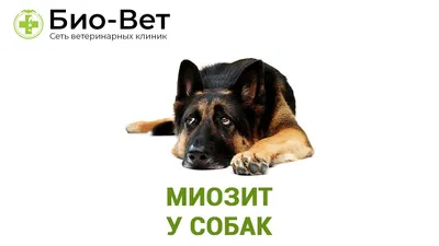 Собака Вика. Жевательный миозит, рвота желчью. - Форум