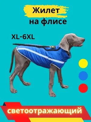 У собаки опухла морда: причины, симптомы | Блог ветклиники \"Беланта\"