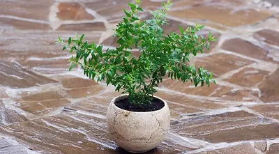 Мирт - великолепное растение для озеленения вашего сада