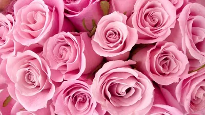 Купить Фотообои много розовых роз крупным планом на стену. Фото с ценой.  Каталог интернет-магазина Фотомили