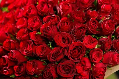Фоновое изображение розовых роз Стоковое Фото - изображение насчитывающей  много, свеже: 37511258