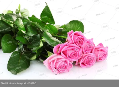 Огромный букет красных роз (50 фото) | Красные розы, Розы, Букет
