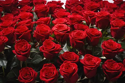 Много розовых роз усыпанных …» — создано в Шедевруме