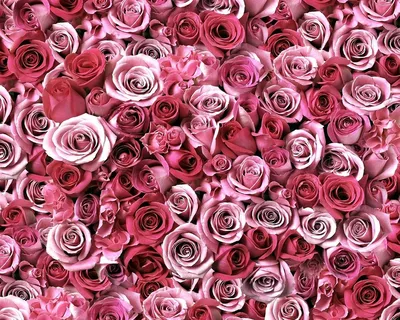 Розовые Розы Фон Много Розовых Роз — стоковые фотографии и другие картинки  Букет - Букет, В цвету, Венгрия - iStock