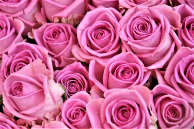 Розовые розы в сугроб и много …» — создано в Шедевруме