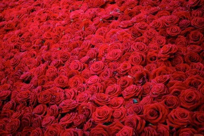 Фон из красных розовых цветов. Много красных роз. стоковое фото ©dechevm  188856002