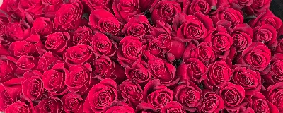 Розовые розы - красивые картинки (89 фото)