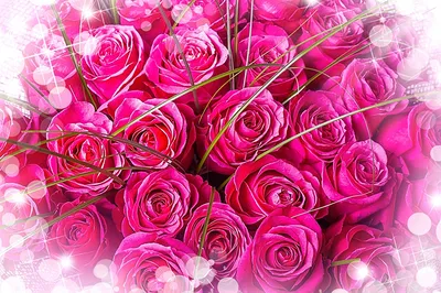 Много свежих розовых роз стоковое изображение. изображение насчитывающей  карточка - 114467895