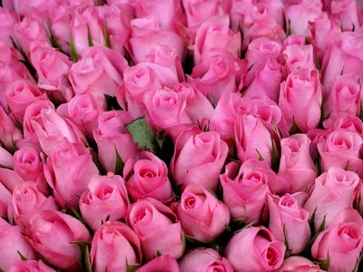 Много розовых роз как предпосылка Стоковое Изображение - изображение  насчитывающей свет, никто: 53518401
