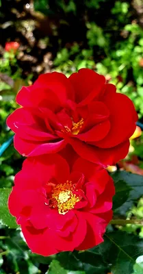 Красных роз много не бывает. Еще 8 моих роз | Цветочница Анюта 🌹 | Дзен