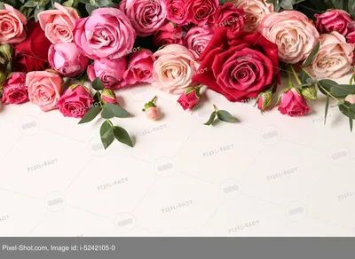 Много розовых роз на белом :: Стоковая фотография :: Pixel-Shot Studio