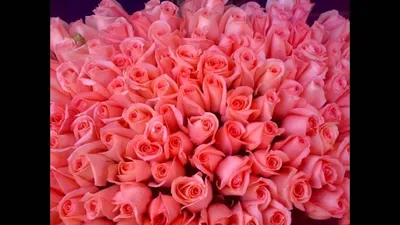 Много розовых роз фото фотографии